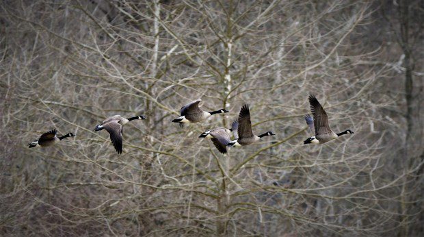 Canada geese like these are among our area's most numerous migrating birds. (Submitted photo)