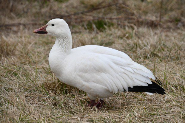 A migrating Snow goose up close and personal at Middle Creek. (Submitted photo)